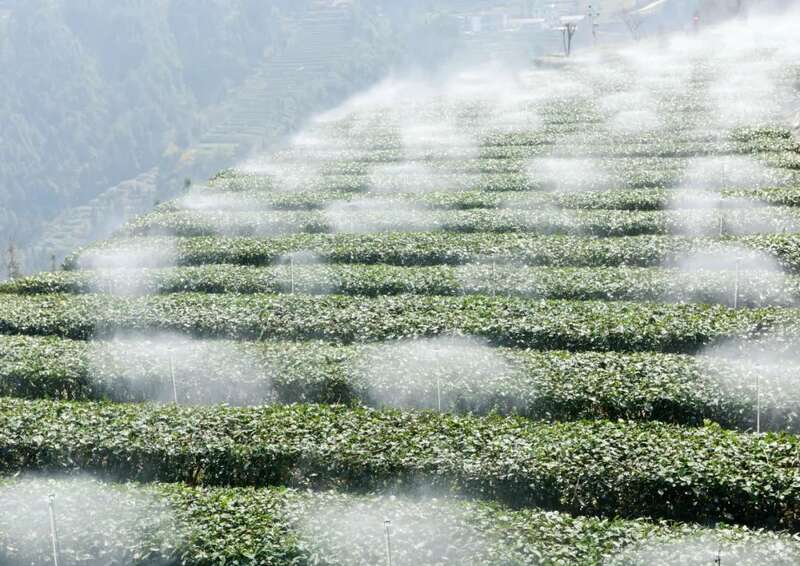 蒸青茶传承保护核心区建设探讨 全国独一份!恩施市成为“蒸青茶传承保护核心区”!
