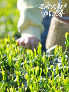 来不来雅安喝茶？回答我！