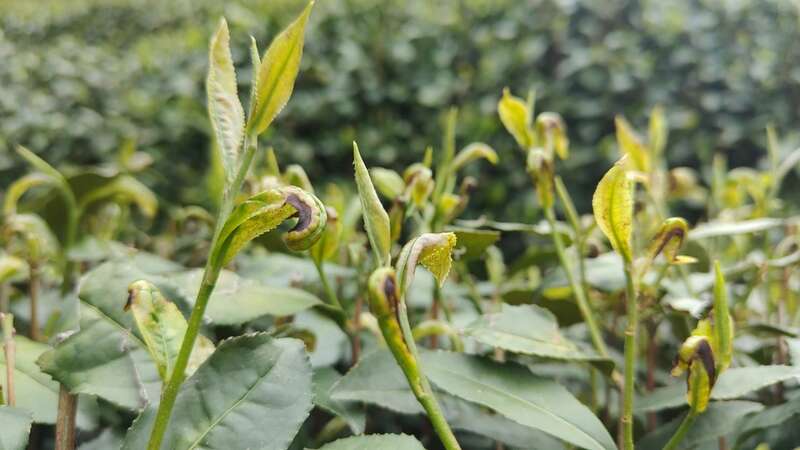神泽叶螨危害西湖龙井茶及防治方法 茶园出现这种虫,稍不注意,就会影响春茶生产