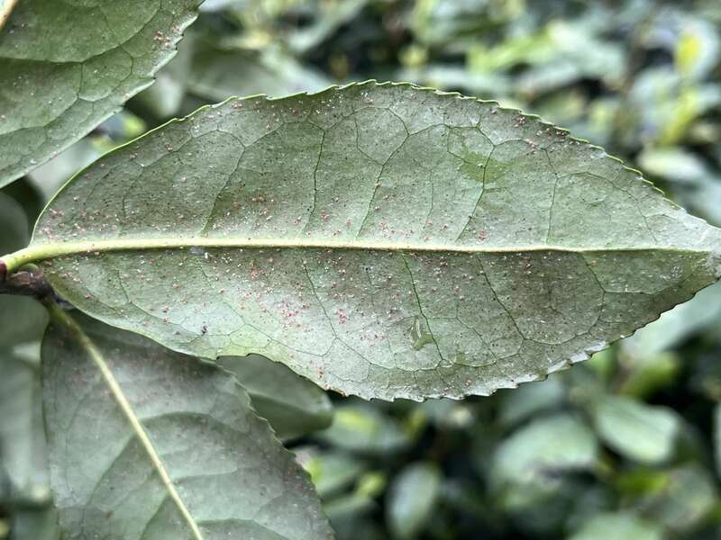 神泽叶螨危害西湖龙井茶及防治方法 茶园出现这种虫,稍不注意,就会影响春茶生产