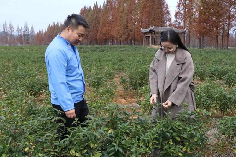 郑云芳创新花茶助农 担任浮梁茶非遗传承人 brand_alt_mark