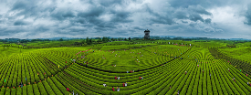 贵州湄潭万亩茶园生态画卷与茶文化魅力 湄潭:贵州高原上的茶叶奇迹