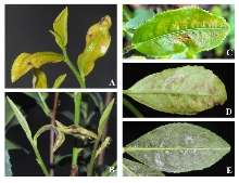 神泽叶螨危害西湖龙井茶及防治方法 茶园出现这种虫,稍不注意,就会影响春茶生产