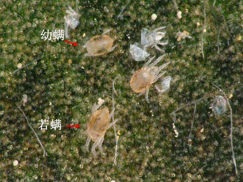 神泽叶螨危害西湖龙井茶及防治方法 茶园出现这种虫,稍不注意,就会影响春茶生产