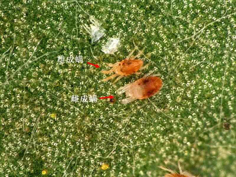 神泽叶螨危害西湖龙井茶及防治方法 茶园出现这种虫,稍不注意,就会影响春茶生产