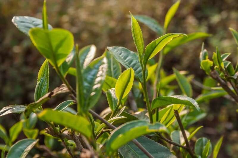 云南绿美实践助推茶产业振兴 brand_alt_mark