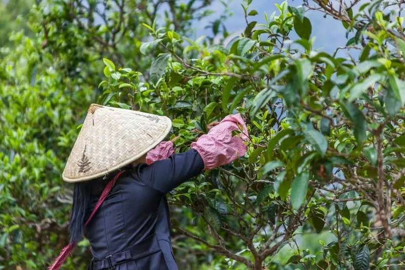 云南绿美实践助推茶产业振兴 brand_alt_mark