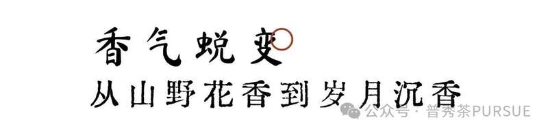 茶理研究  普洱茶越陈越香的秘密