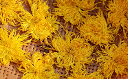 金丝皇菊.png