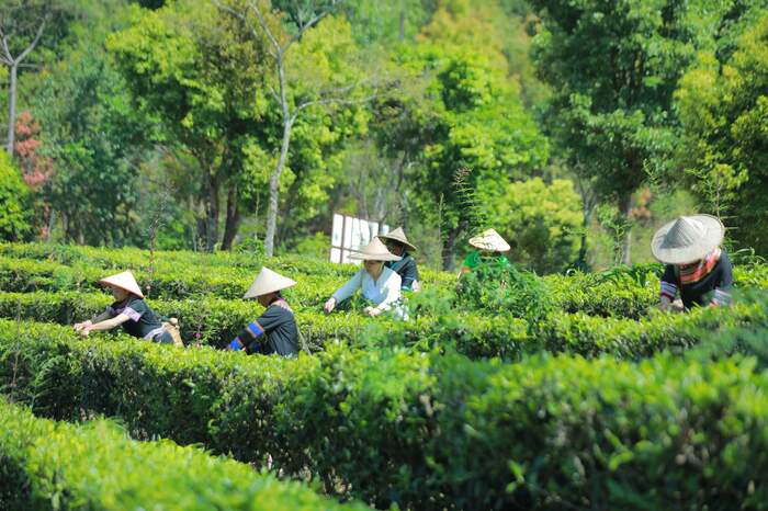 低产低效茶园改造技术研究