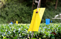 低产低效茶园改造技术研究