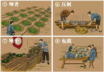 老班章制作工艺2.png