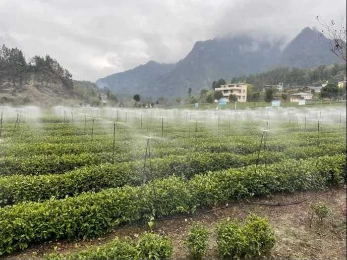 农业农村部发布2025年夏秋季茶园生产管理及防灾减灾技术指导意见