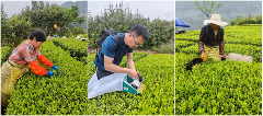 阶梯输送式采茶机实现采摘效率与质量双保证