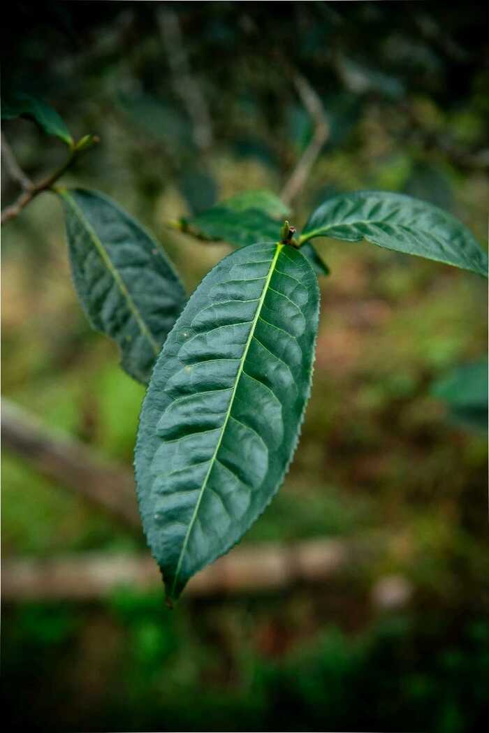 为什么普洱茶越喝到后面越涩? 为什么普洱茶越喝到后面越涩?