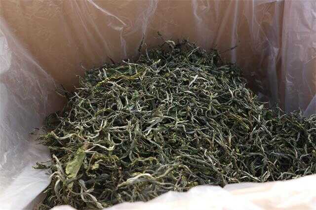 晒青是普洱茶“越陈越香”的关键基础工艺 晒青是普洱茶“越陈越香”的关键基础工艺