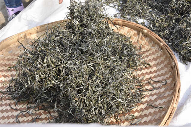 晒青是普洱茶“越陈越香”的关键基础工艺 晒青是普洱茶“越陈越香”的关键基础工艺