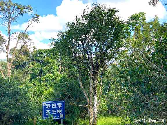陈升号老班章高价真相:品牌溢价、流动性与稀缺性解析 陈升号老班章高价真相:品牌溢价、流动性与稀缺性解析