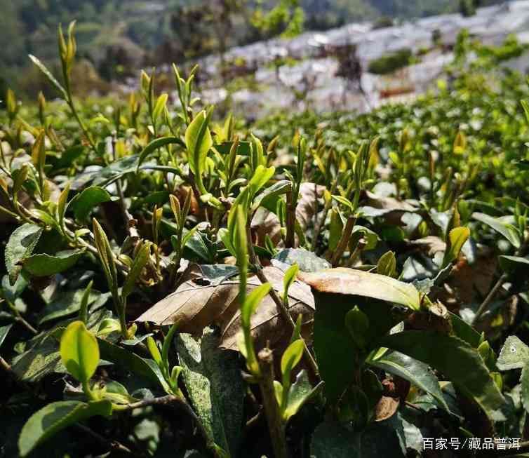 30年茶龄见证：从绿茶到普洱的味觉进化之旅