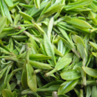海马宫茶品质特征与品茗指南解析