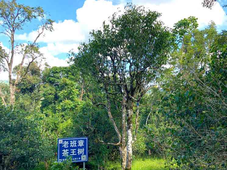 普洱茶收藏指南：高山茶与工艺关键