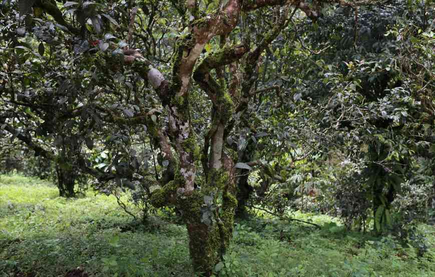 普洱茶收藏指南：高山茶与工艺关键