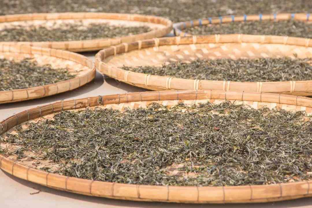 普洱茶收藏指南：高山茶与工艺关键