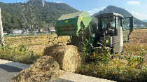 茶园行间覆盖水稻秸秆，让秸秆“变废为宝”