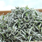 政和白毫银针：产自福建的名茶，独特风味与制作工艺解析