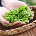 霍山黄芽：黄茶工艺与品质解析