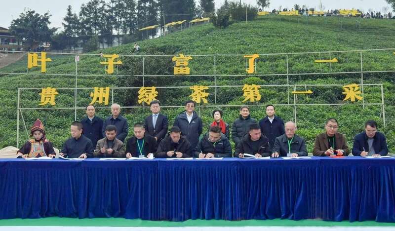 早春茶争鲜亮相!茶产区出圈的密码是? brand_alt_mark