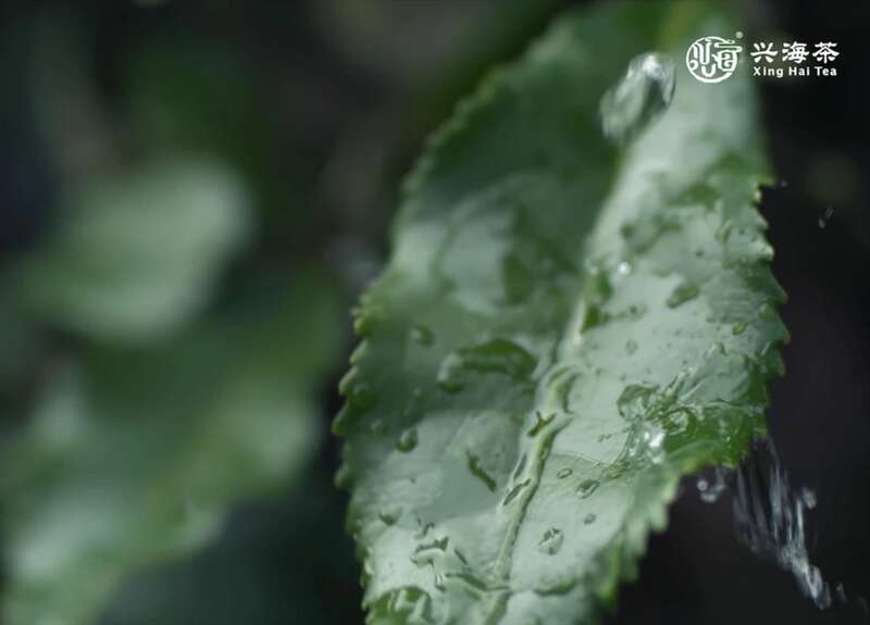 孔雀经典 深林瑰宝 兴海茶 勐海孔雀饼茶 brand_alt_mark