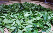 闽南水仙茶.png