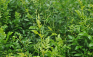 莓茶.png 莓茶.png