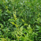 莓茶