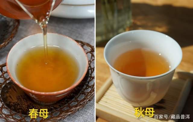 勐库戎氏母树茶好不好?经典2006年勐库戎氏春母、秋母对比 勐库戎氏母树茶好不好?经典2006年勐库戎氏春母、秋母对比