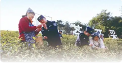 走进“茶叶之乡”,为春耕季护航 走进“茶叶之乡”,为春耕季护航