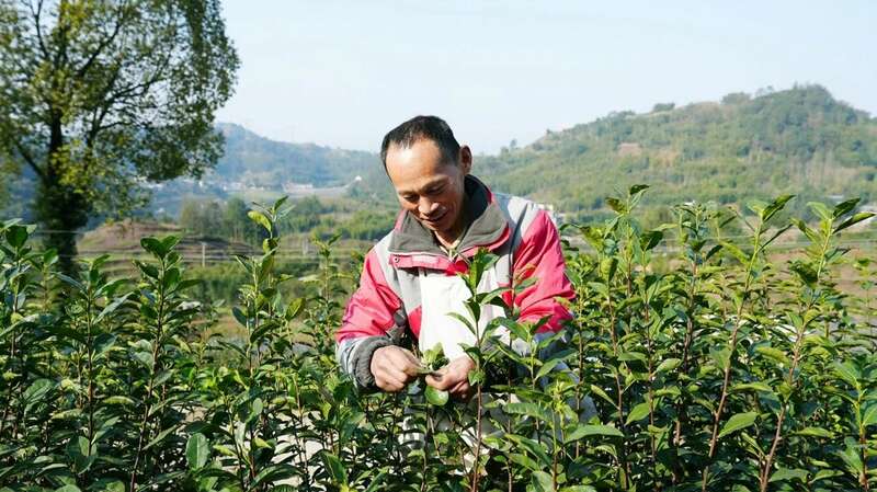 春茶采摘黄金季,茶园丰收助力茶农增收致富 高县来复镇金村春茶飘香茶农忙