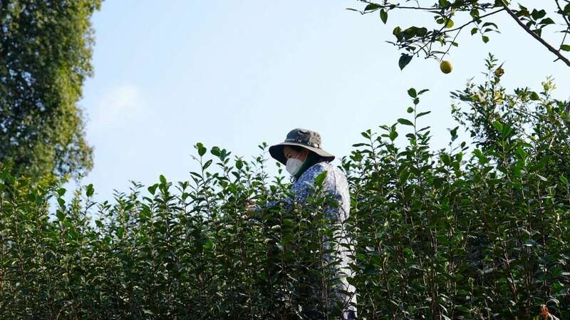 春茶采摘黄金季,茶园丰收助力茶农增收致富 高县来复镇金村春茶飘香茶农忙