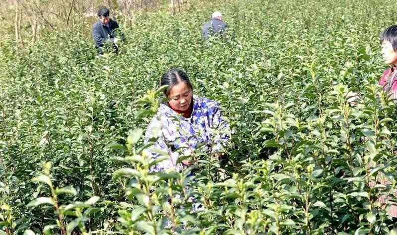 春茶采摘黄金季,茶园丰收助力茶农增收致富 高县来复镇金村春茶飘香茶农忙
