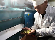普安春茶采收繁忙乌牛早茶香飘四海 brand_alt_mark