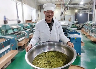 普安春茶采收繁忙乌牛早茶香飘四海 brand_alt_mark