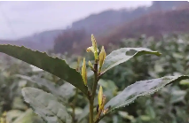 普安春茶采收繁忙乌牛早茶香飘四海 brand_alt_mark