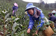 普安春茶采收繁忙乌牛早茶香飘四海 brand_alt_mark