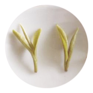 茅山青峰的叶底.jpg