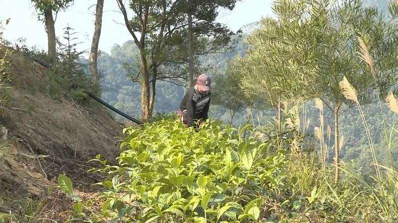 梧州岑溪茶文旅融合发展壮大生态茶园产业促农增收 brand_alt_mark
