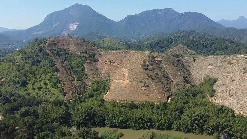 梧州岑溪茶文旅融合发展壮大生态茶园产业促农增收 brand_alt_mark