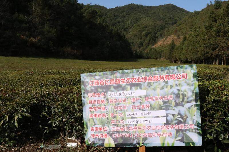 植保无人机助力茶园春季管理 147亩欧标茶园实现增产增收 brand_alt_mark