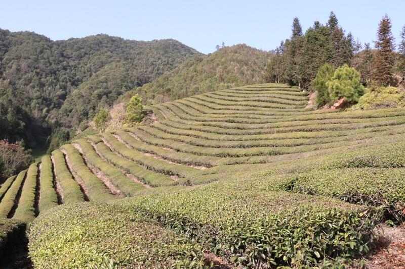 植保无人机助力茶园春季管理 147亩欧标茶园实现增产增收 brand_alt_mark