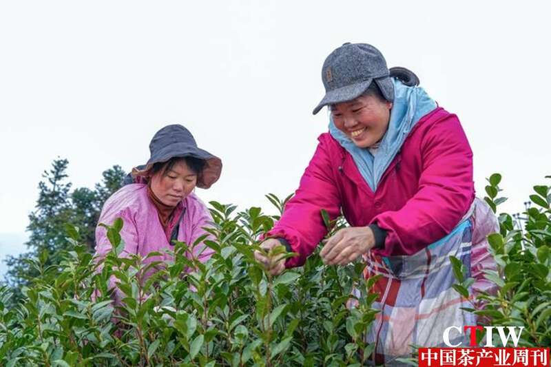 贵州普安茶产业迎来采摘高峰 金融助力茶农致富新篇章 brand_alt_mark